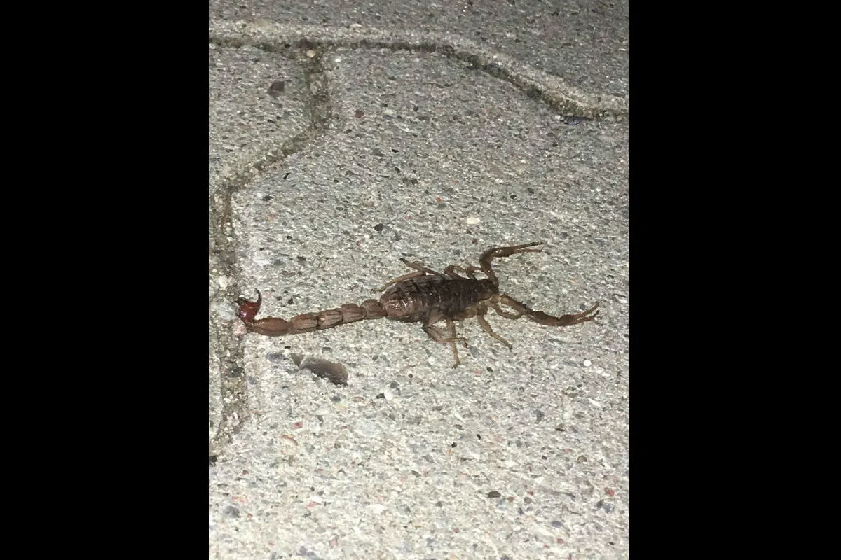 Skorpion reist als blinder Passagier