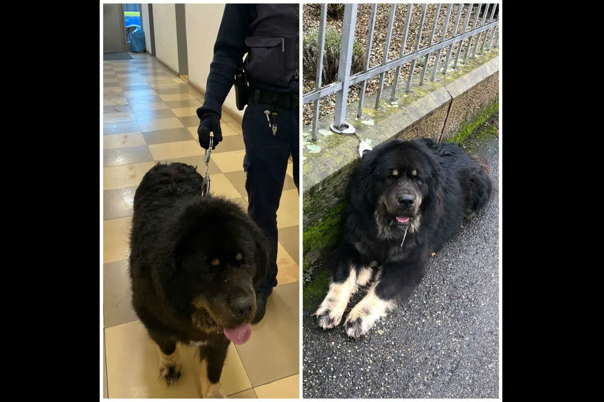Lahr - Hund schlendert umher