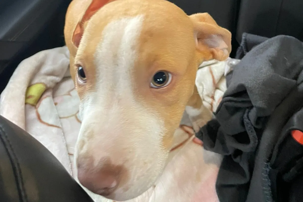 Vogelheim  - Nach Verfolgungsfahrt - Polizei findet erneut Hundewelpen im Auto 