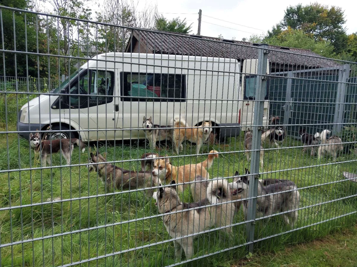 Mehrere Huskys stehen im Gras hinter einem Metallzaun vor einem weißen Transporter auf einem eingezäunten Gelände.