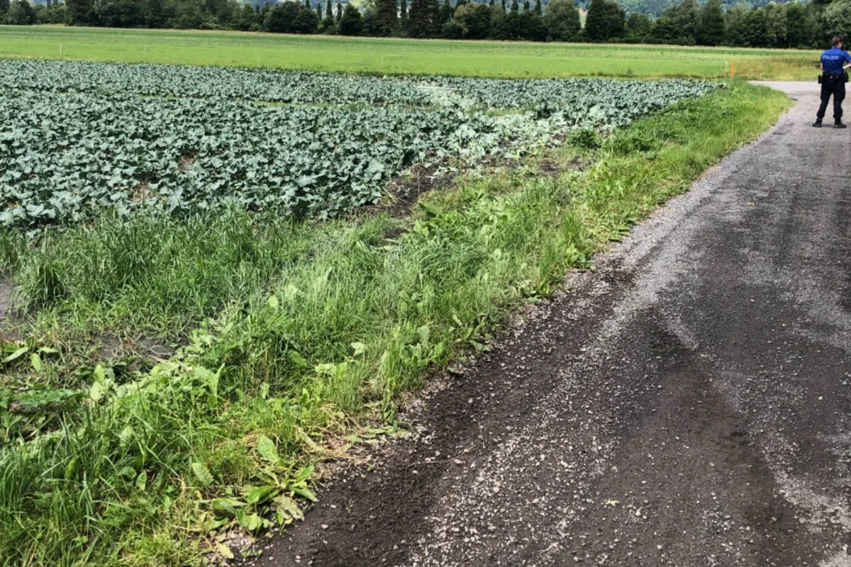 Vilters SG - Mit Auto in Gemüseacker gefahren und steckengeblieben