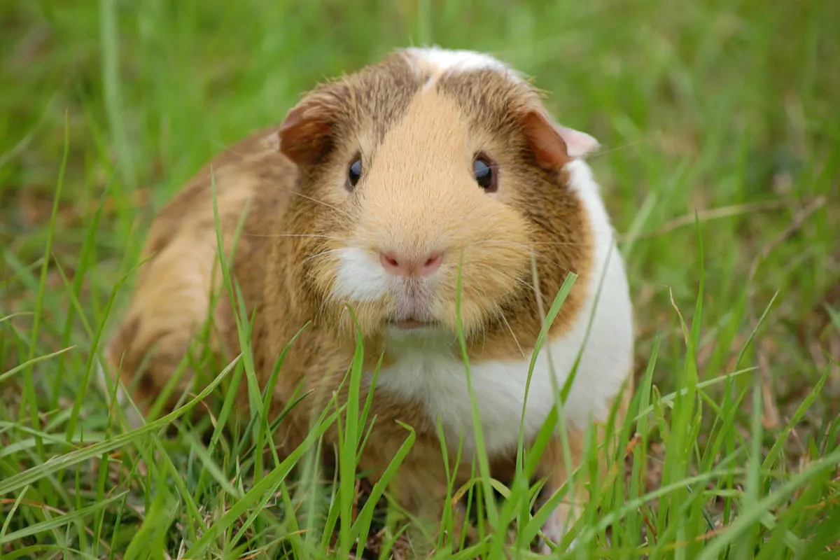 20 Meerschweinchen getötet - Zeugenaufruf