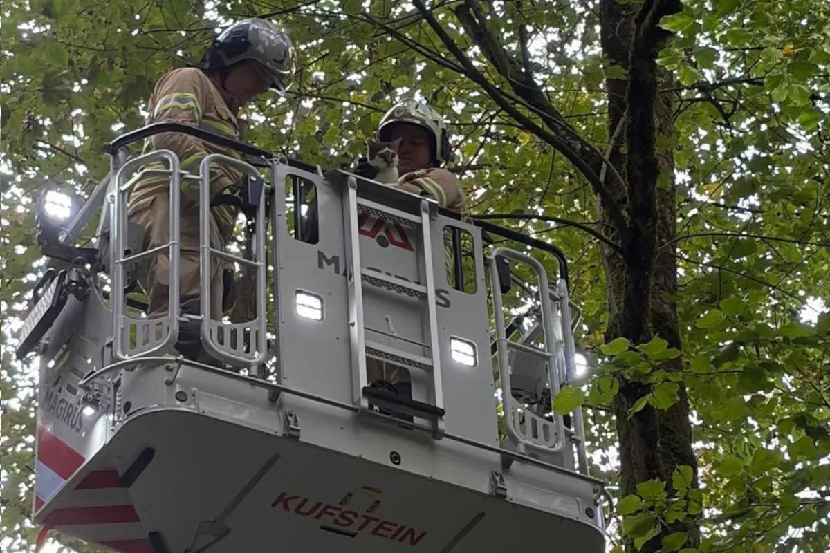 Zwei Feuerwehrleute stehen in einem Korb einer Drehleiter und halten eine Katze. Sie sind von dichtem Blattwerk umgeben.