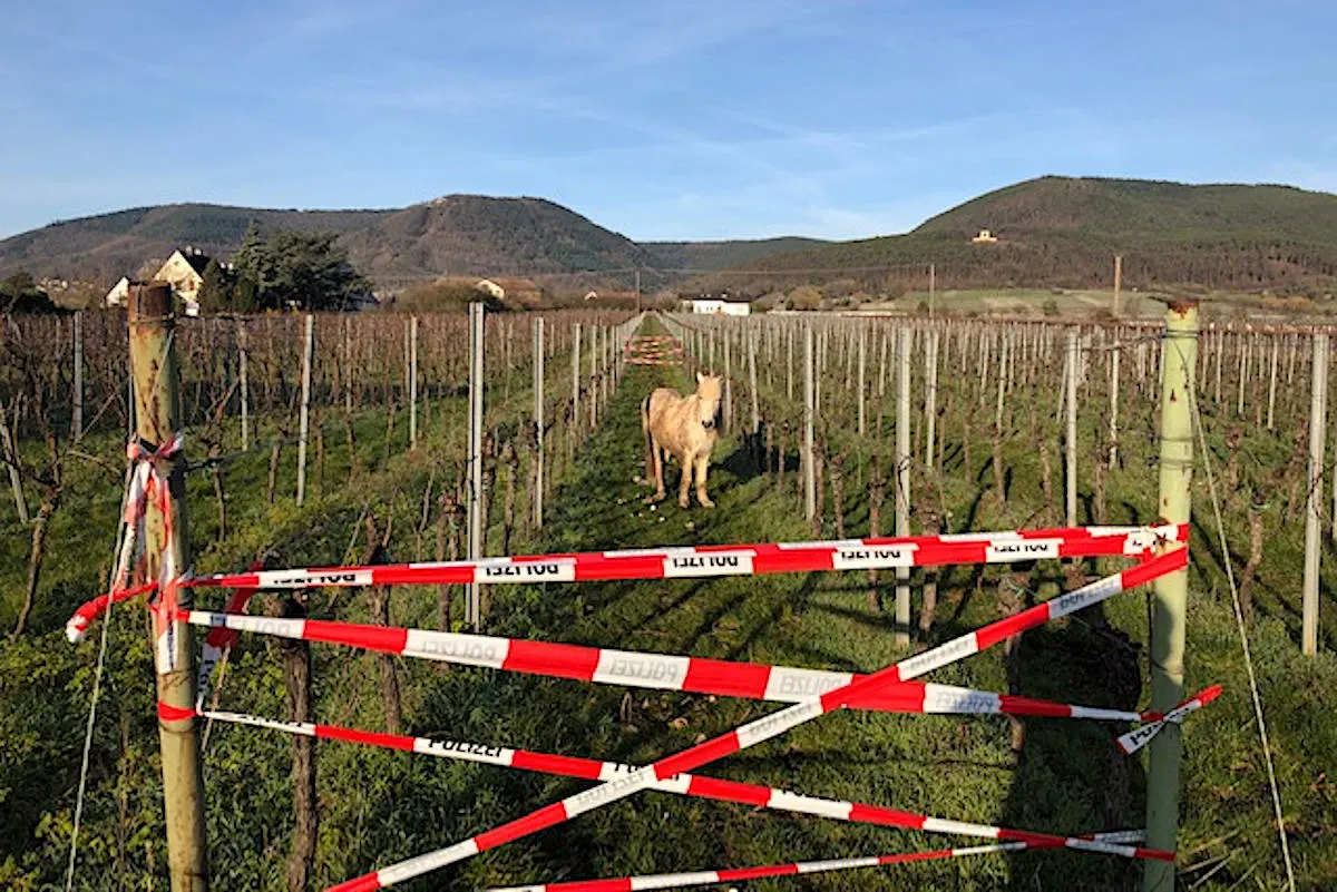 Edenkoben – Pony auf der Flucht
