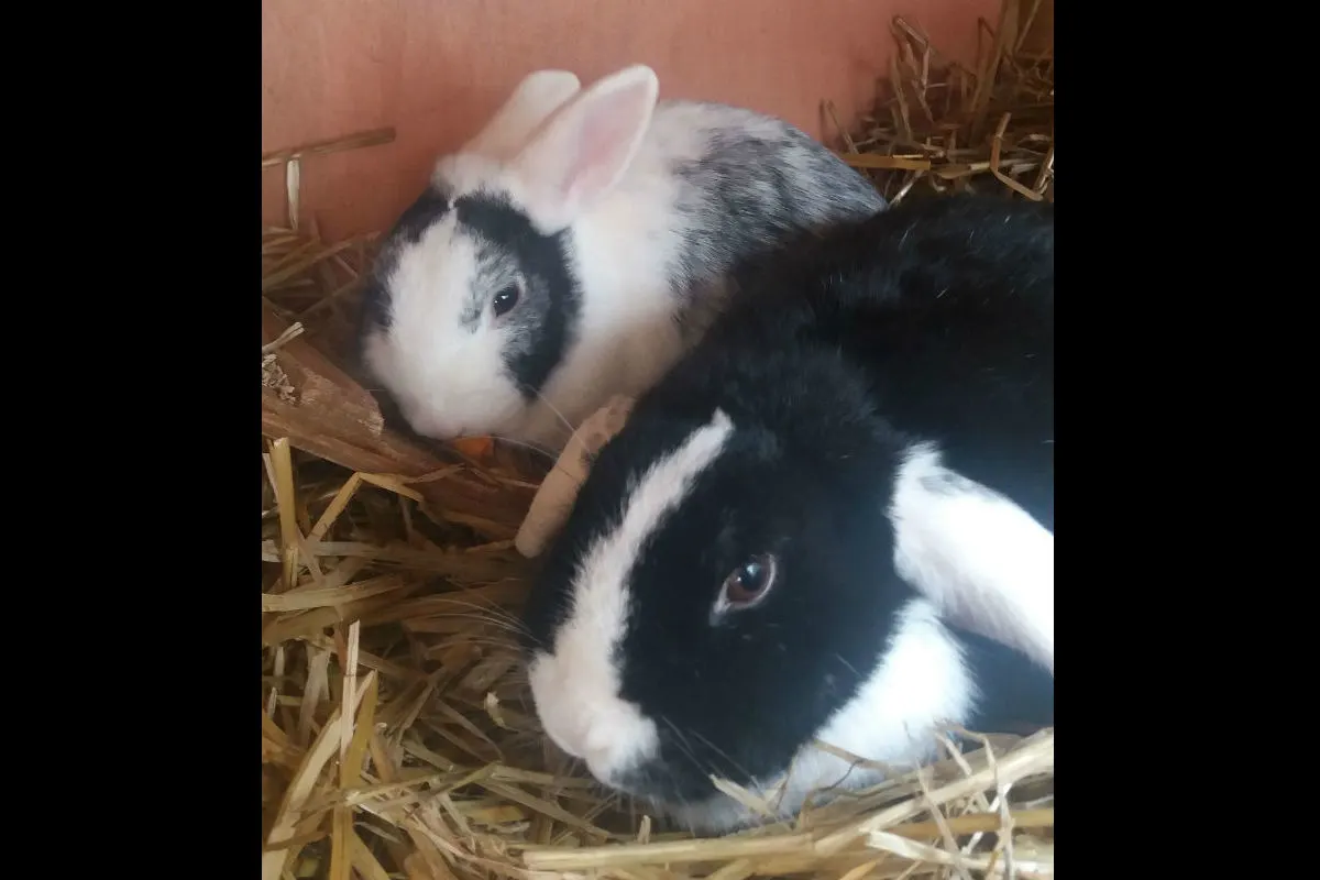 Schopfloch (DE) - Zwergkaninchen aus Hasenstall geklaut