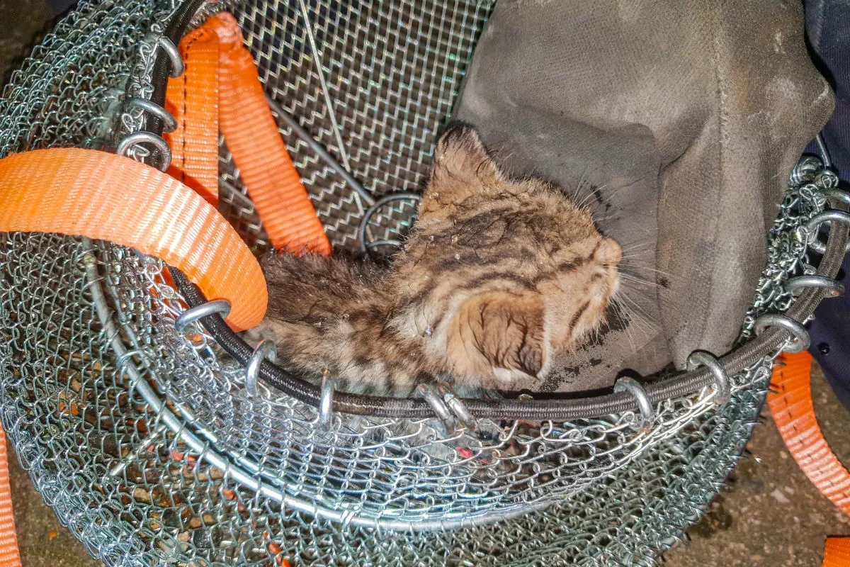 Feuerwehr befreit junge Katze aus Abwasserrohr