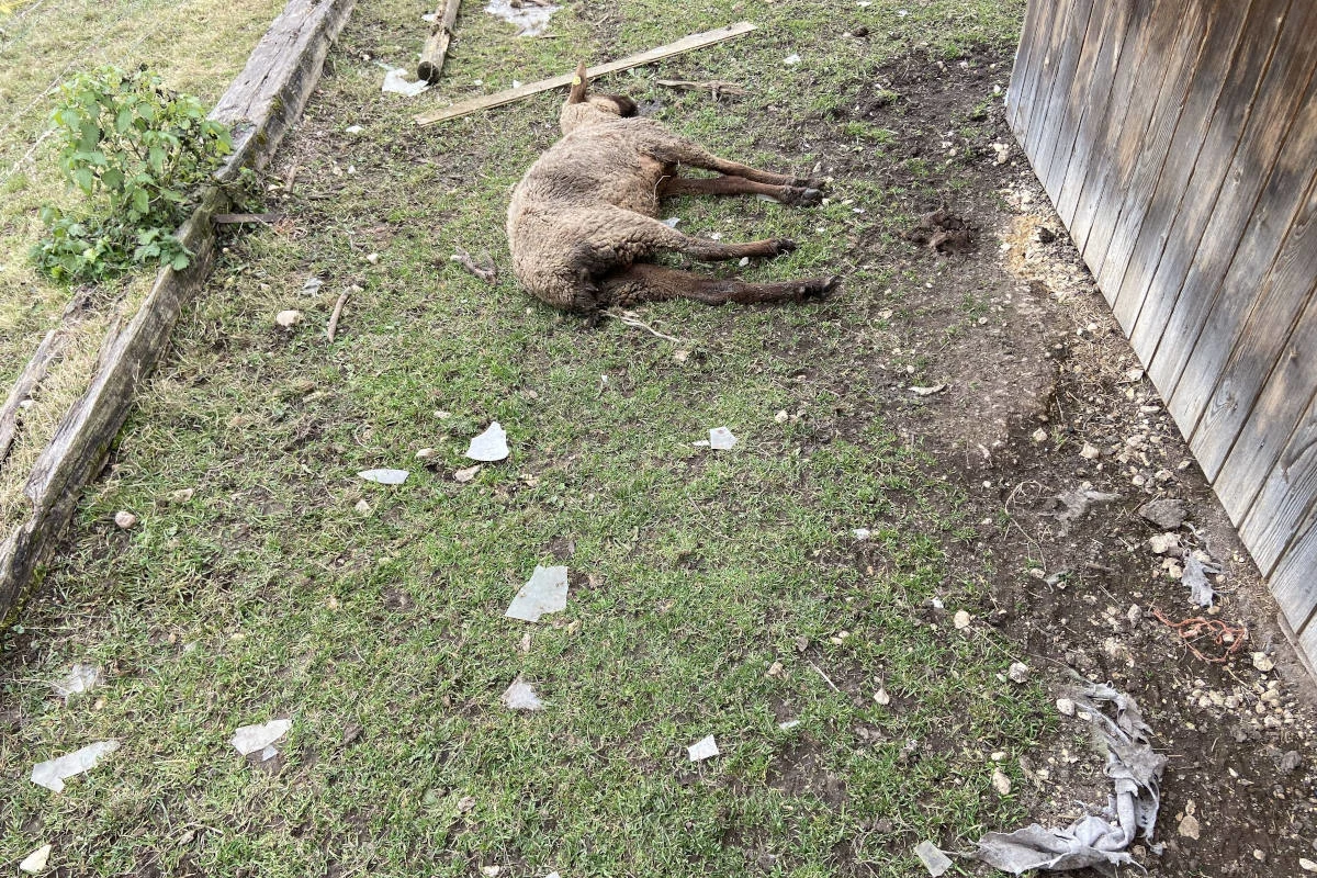 Oftringen AG – Festnahme wegen miserabler Tierhaltung