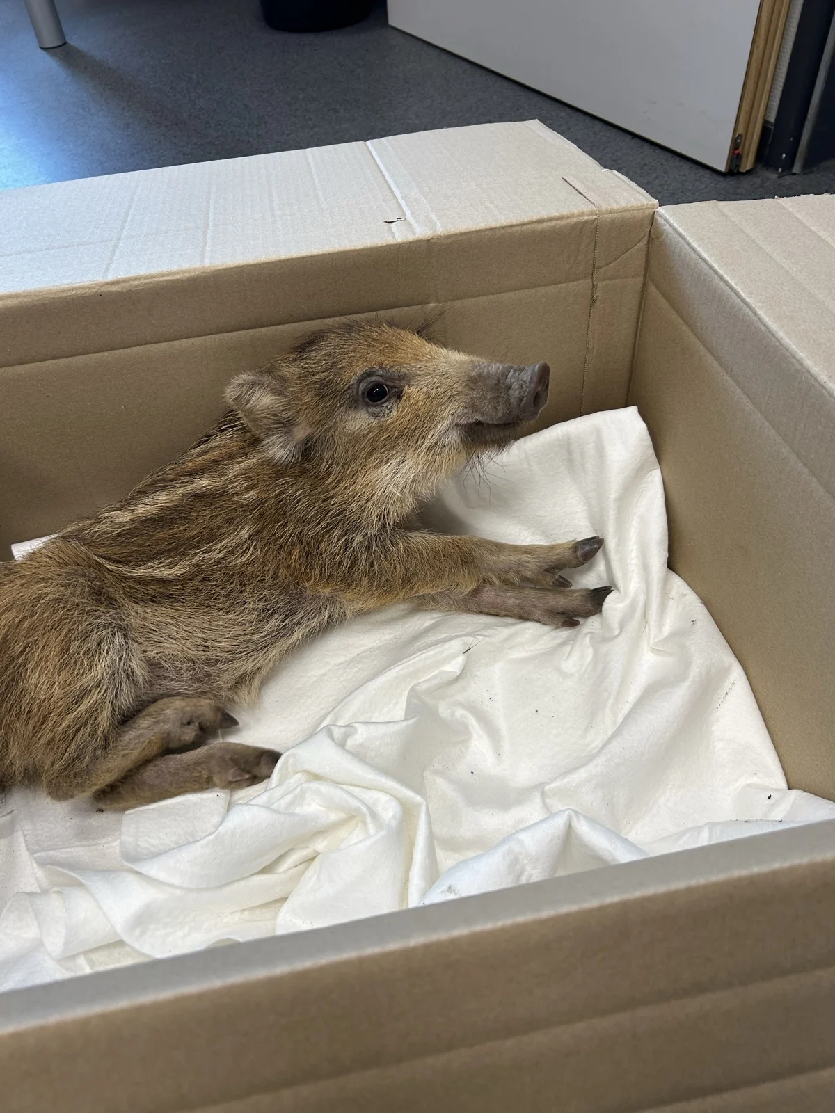 Ein Wildschwein-Frischling liegt entspannt in einer Pappschachtel, die mit einer weißen Decke ausgelegt ist. Der Boden ist grau.