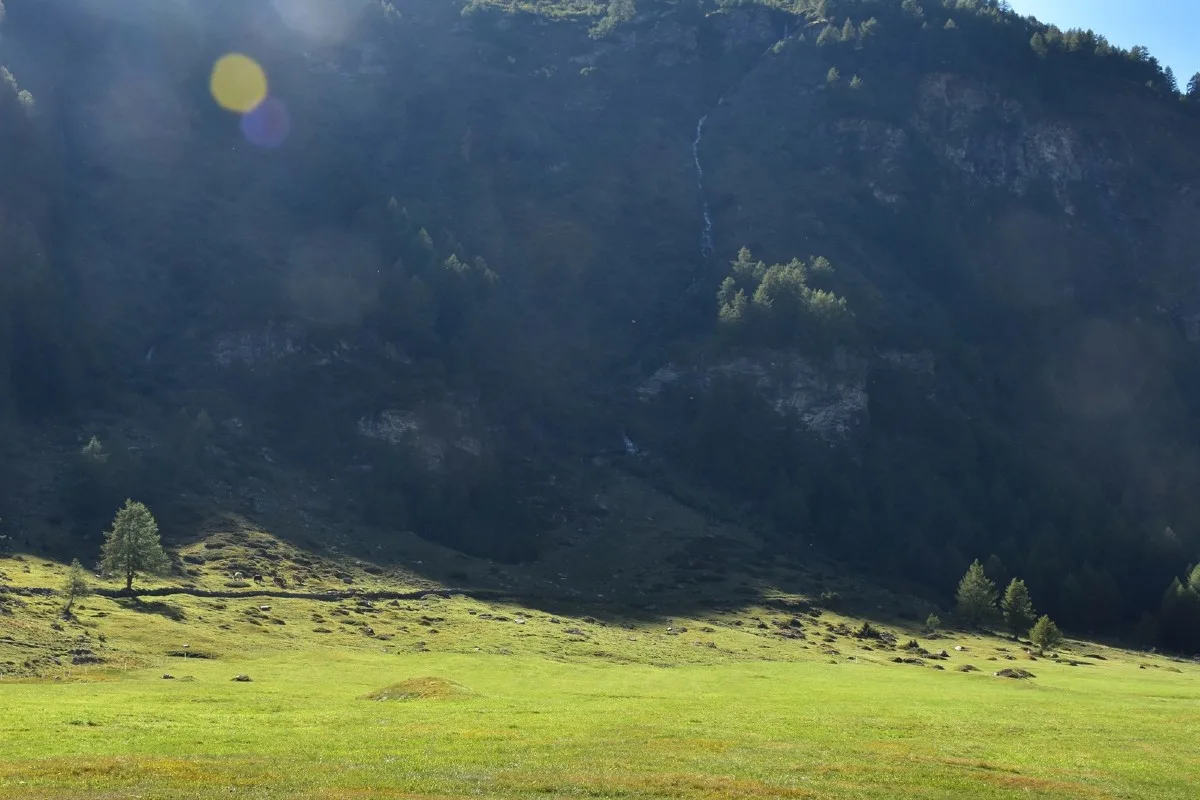 Tragischer Fund in Poschiavo GR -  Tote Kuh mit Projektil aufgefunden