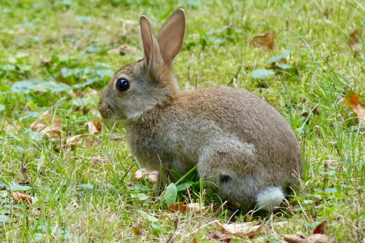 Warnung - Vermehrte Fälle von tödlicher Viruserkrankung bei Kaninchen
