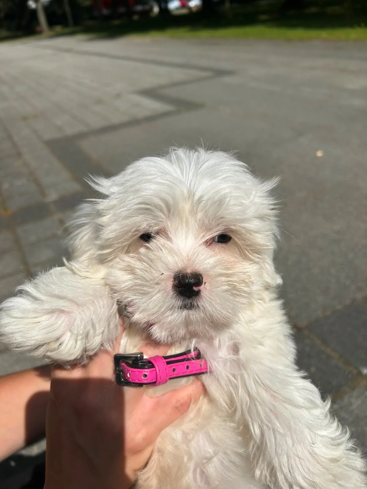 Ein flauschiger, kleiner weißer Hund mit einem pinken Halsband wird draußen auf Händen gehalten. Der Hintergrund zeigt ein Pflasterweg und einen grünen Rasen.