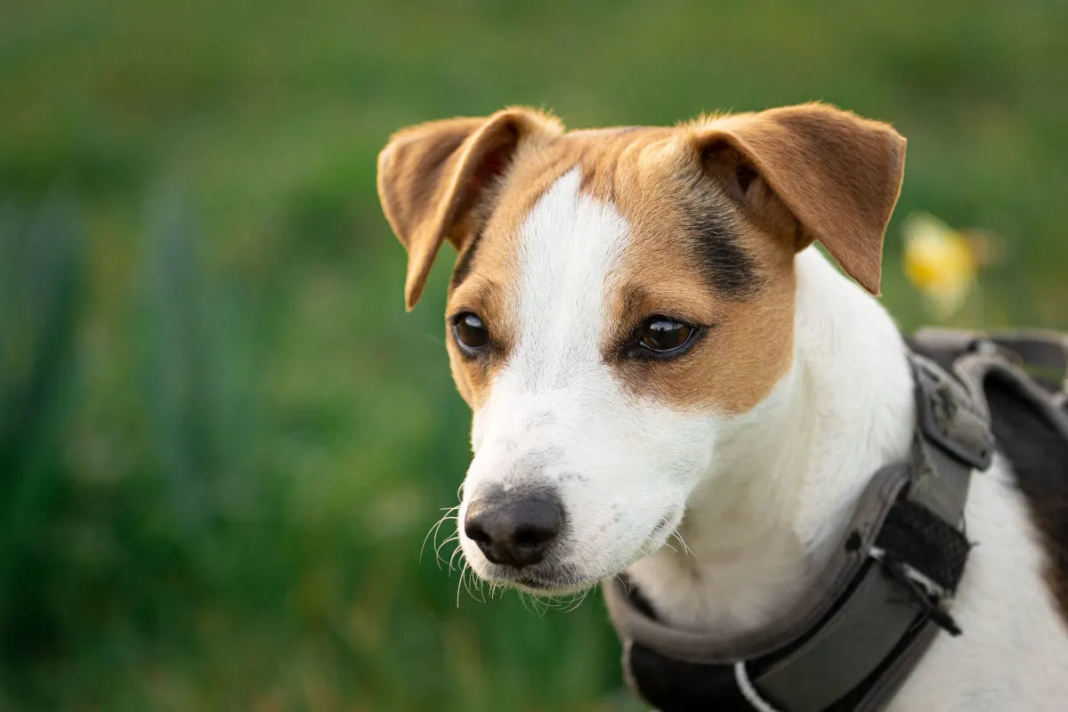 Ein kurzhaariger, braun-weißer Hund mit einem Geschirr ist auf einer Wiese zu sehen. Die Umgebung ist grün und unscharf.
