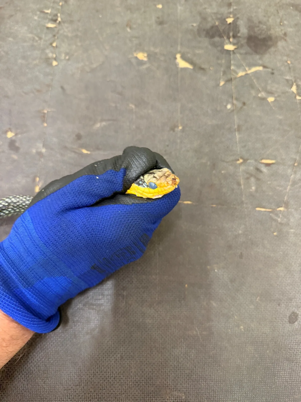 Eine Person mit blauen Handschuhen hält eine kleine, bunte Schlange auf dunklem Untergrund. Der Hintergrund ist unscharf und zeigt Abnutzungserscheinungen.