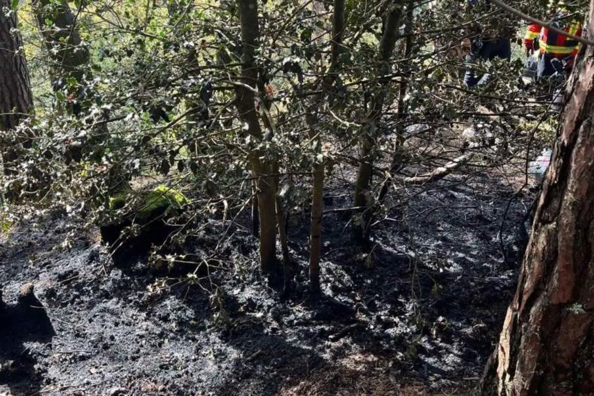 Hägendorf SO - Brand in einem Wald durch Menschen verschuldet 