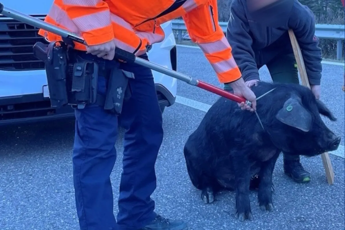 Chur GR – Schwein sorgt für Verkehrschaos auf der A13