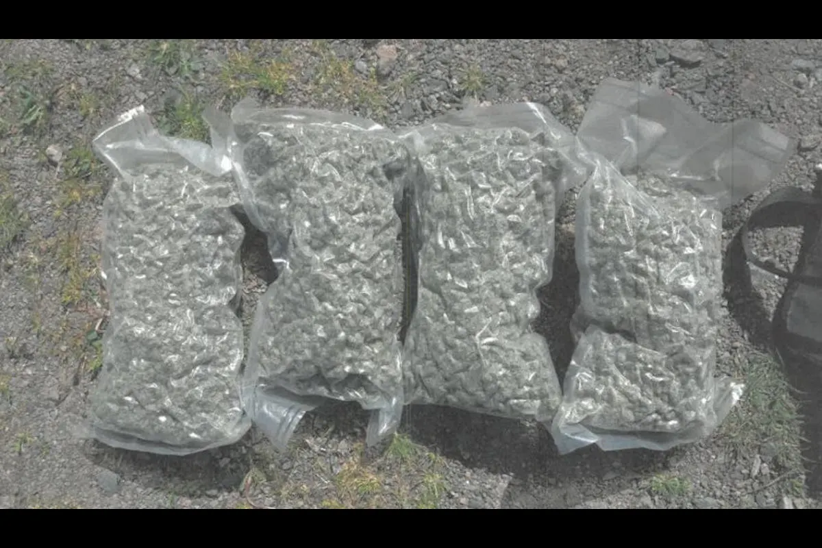 Dresden – Zoll stellt zwei Kilogramm Marihuana sicher