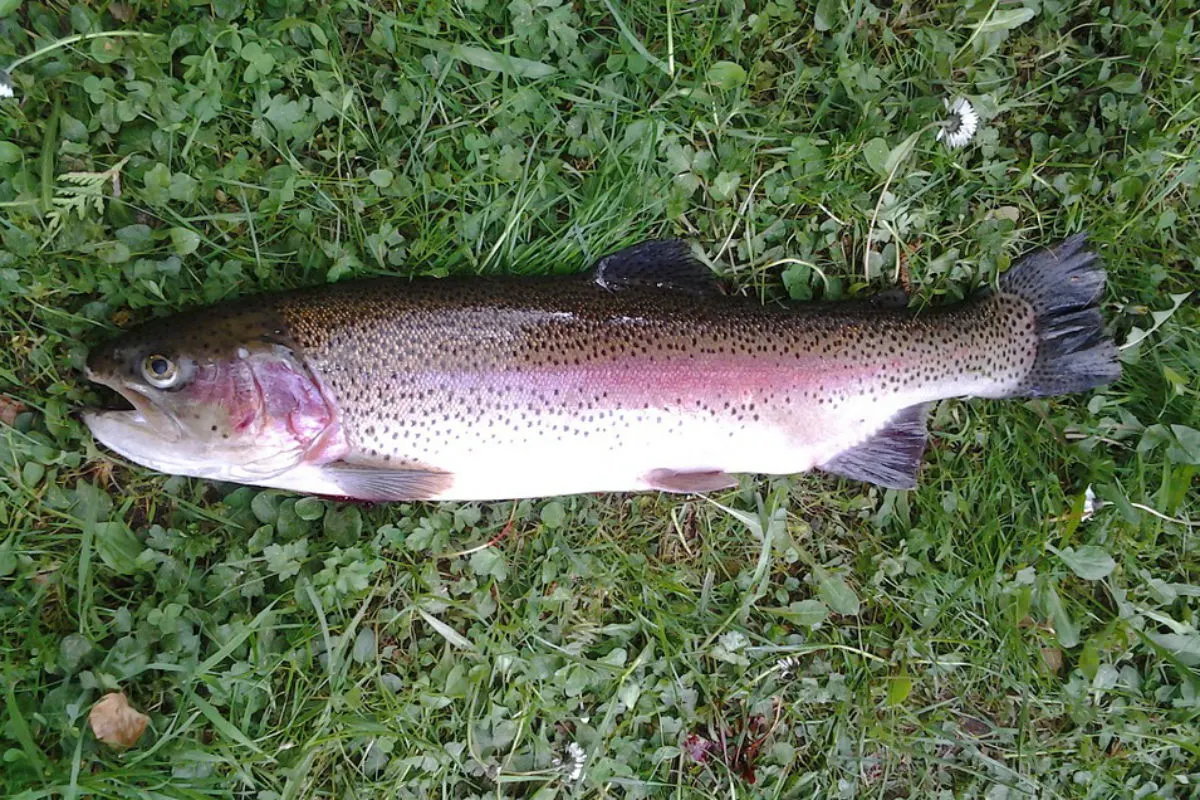 Appenzell Steinegg AI - mehrere hundert Fische verendeten im Bach