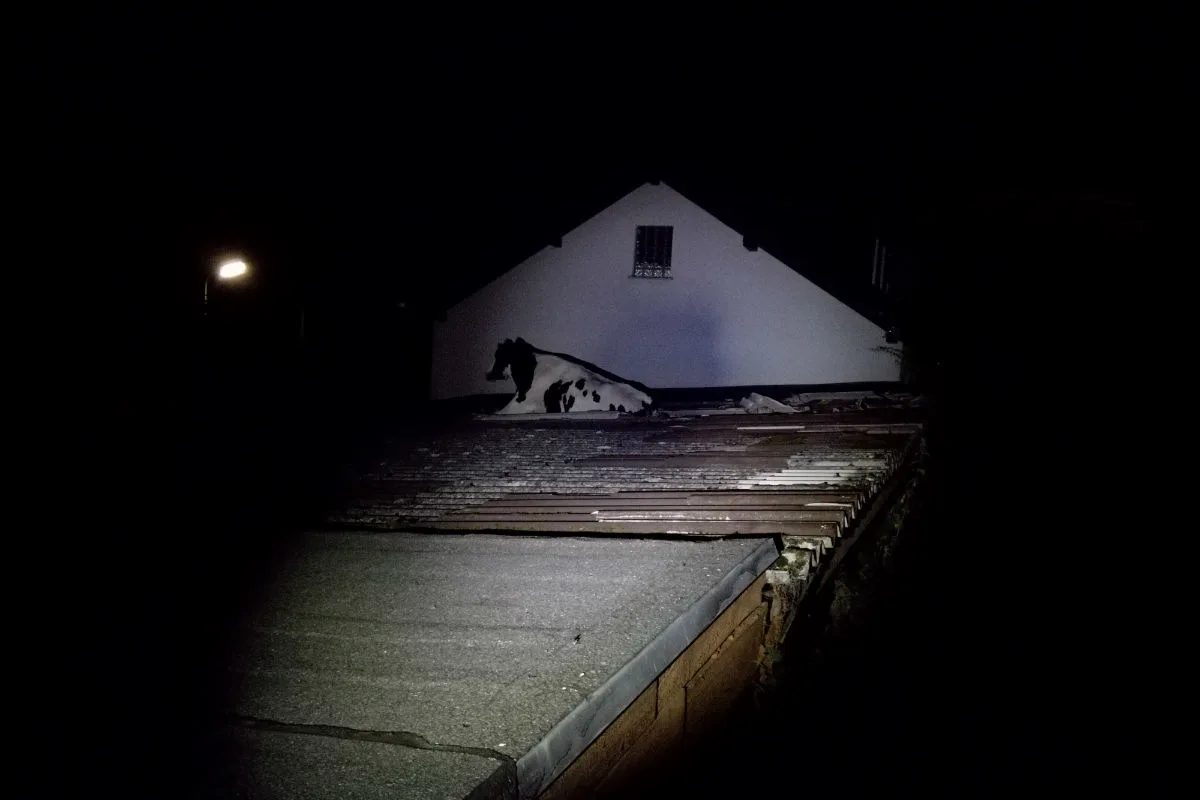 Morsbach (DE) - Kuh bricht auf Dach ein