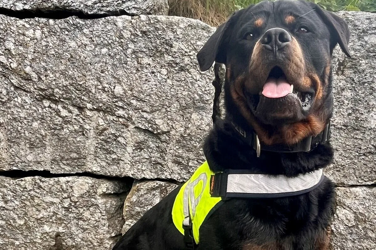 Zürich - Polizeihund spürt Tasche mit Drogen auf 