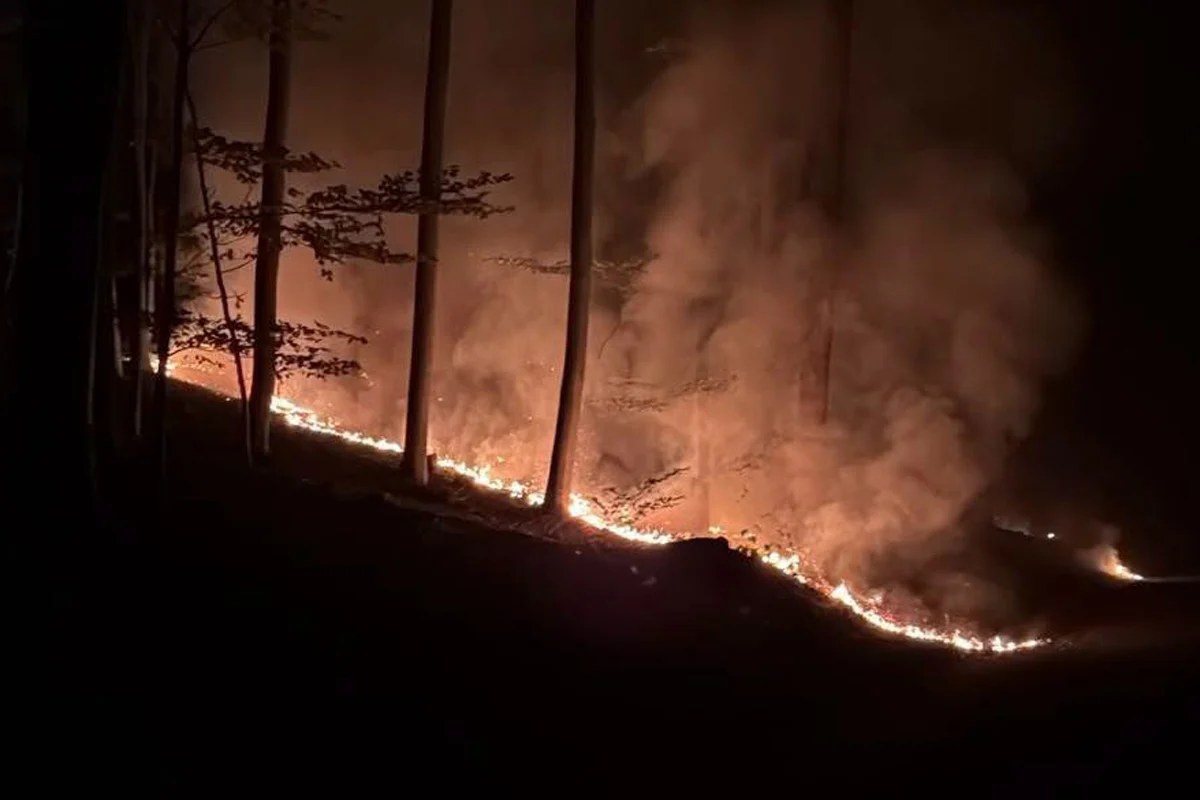Ein nächtlicher Waldbrand zeigt sich mit hohen Flammen, die sich zwischen den Bäumen ausbreiten. Rauch steigt auf, während das Feuer die Vegetation erfasst.
