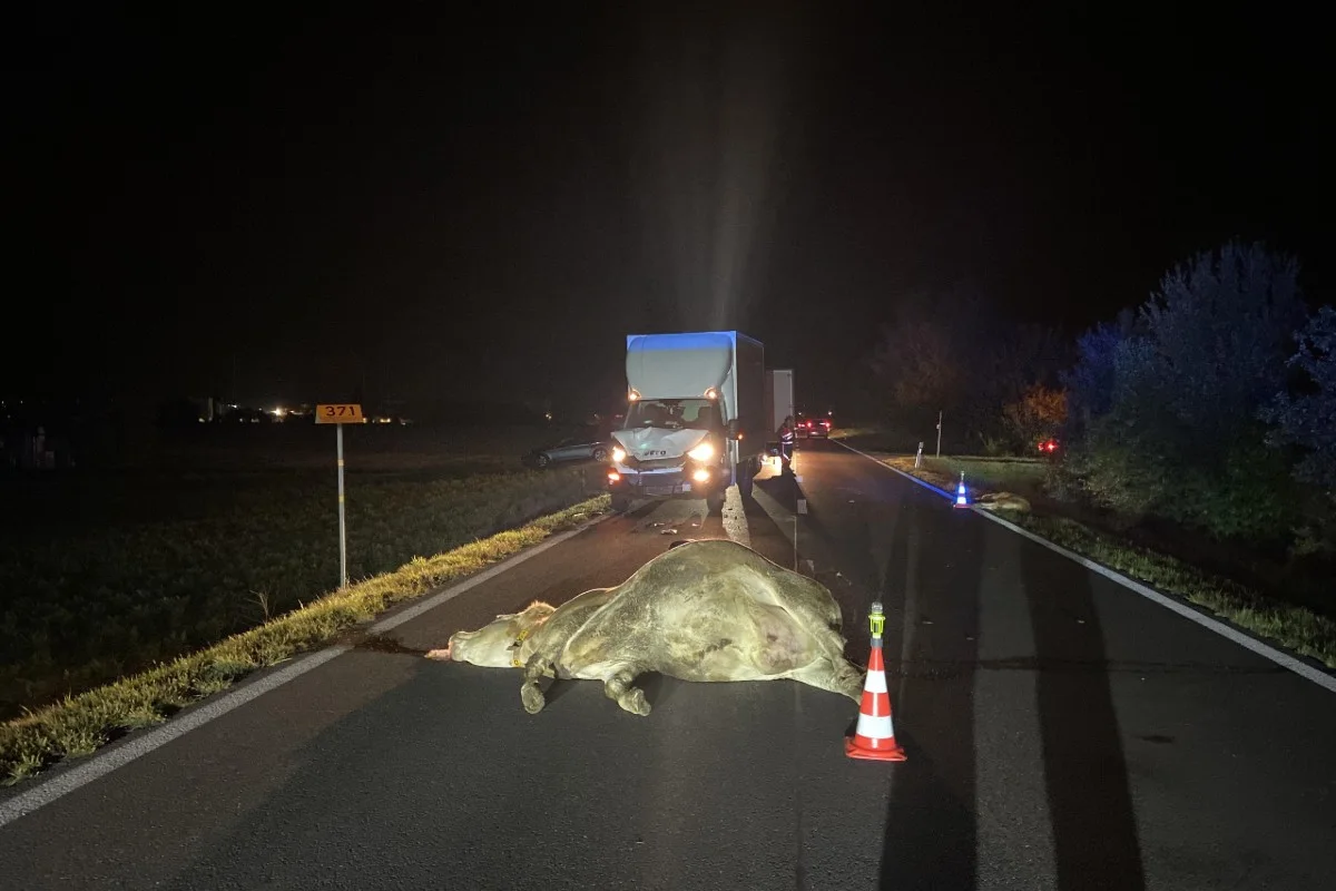 Villmergen AG - Kuh und Kalb durch Kollision mit Lieferwagen getötet