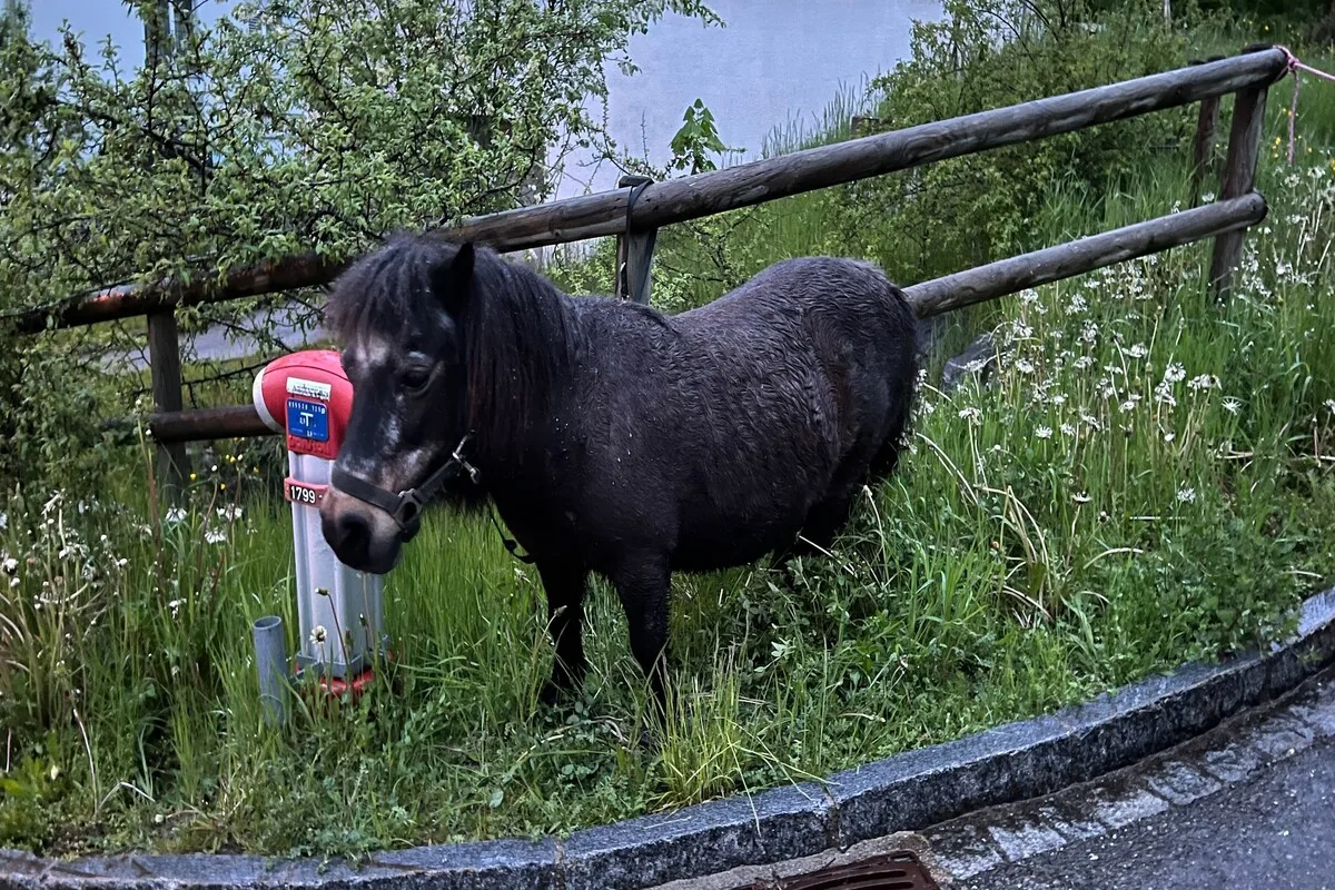 Riethüsli SG - Drei Ponys ausgebüxt 