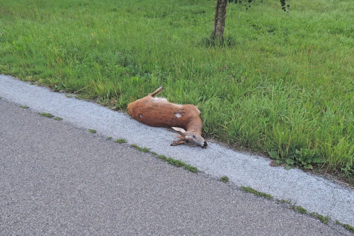 Vorsicht: Tiere auf der Strasse - Richtiges Verhalten