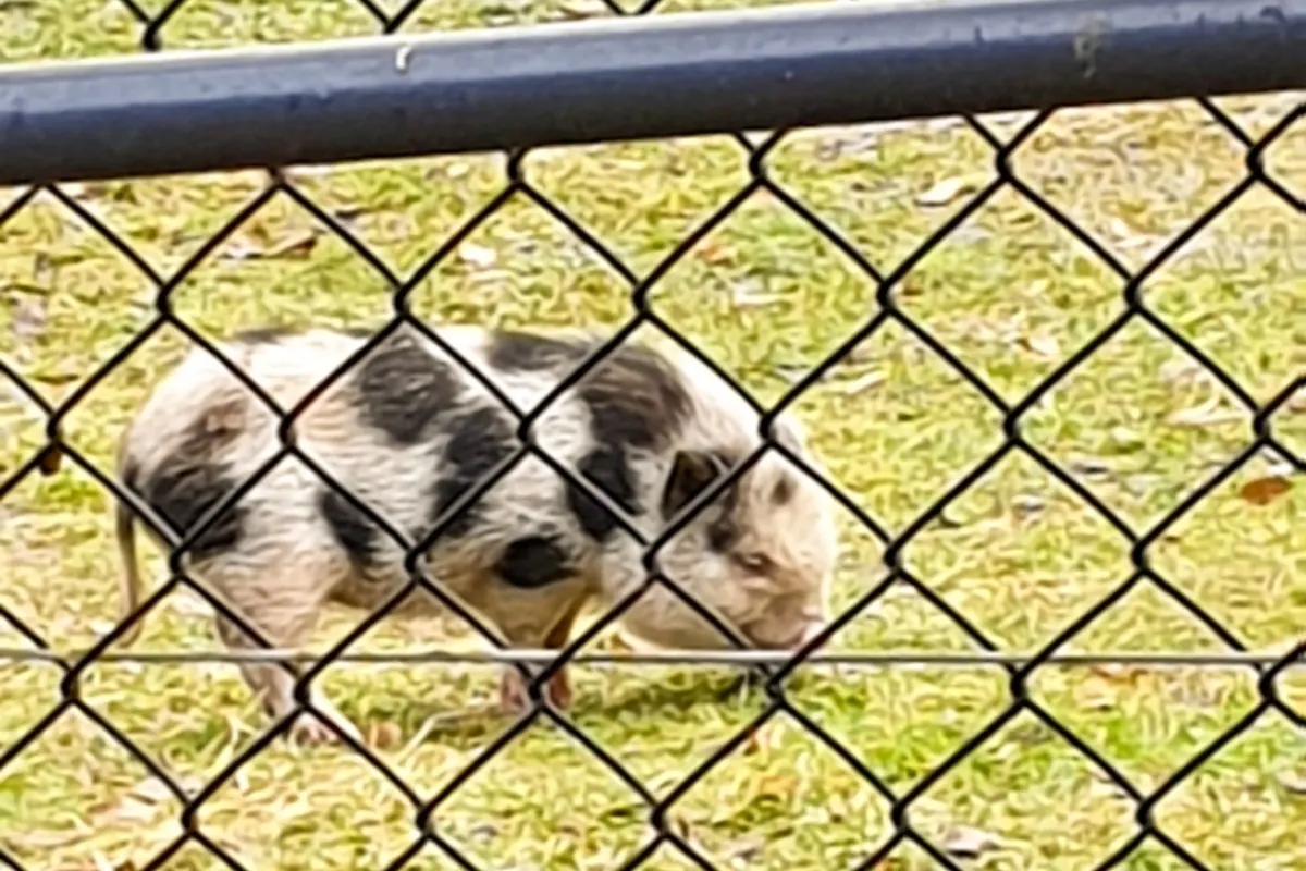 St. Gallen - Hängebauchschwein wieder bei der Besitzerin
