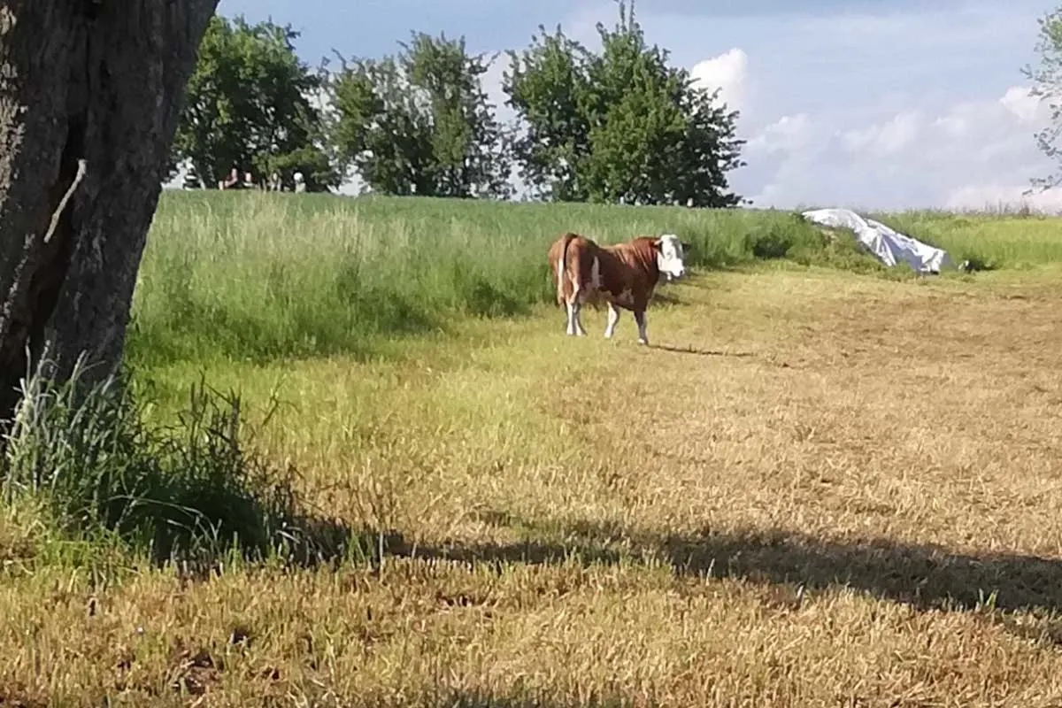 Schardenberg – Zwei Stiere auf der Flucht lösen großen Einsatz aus