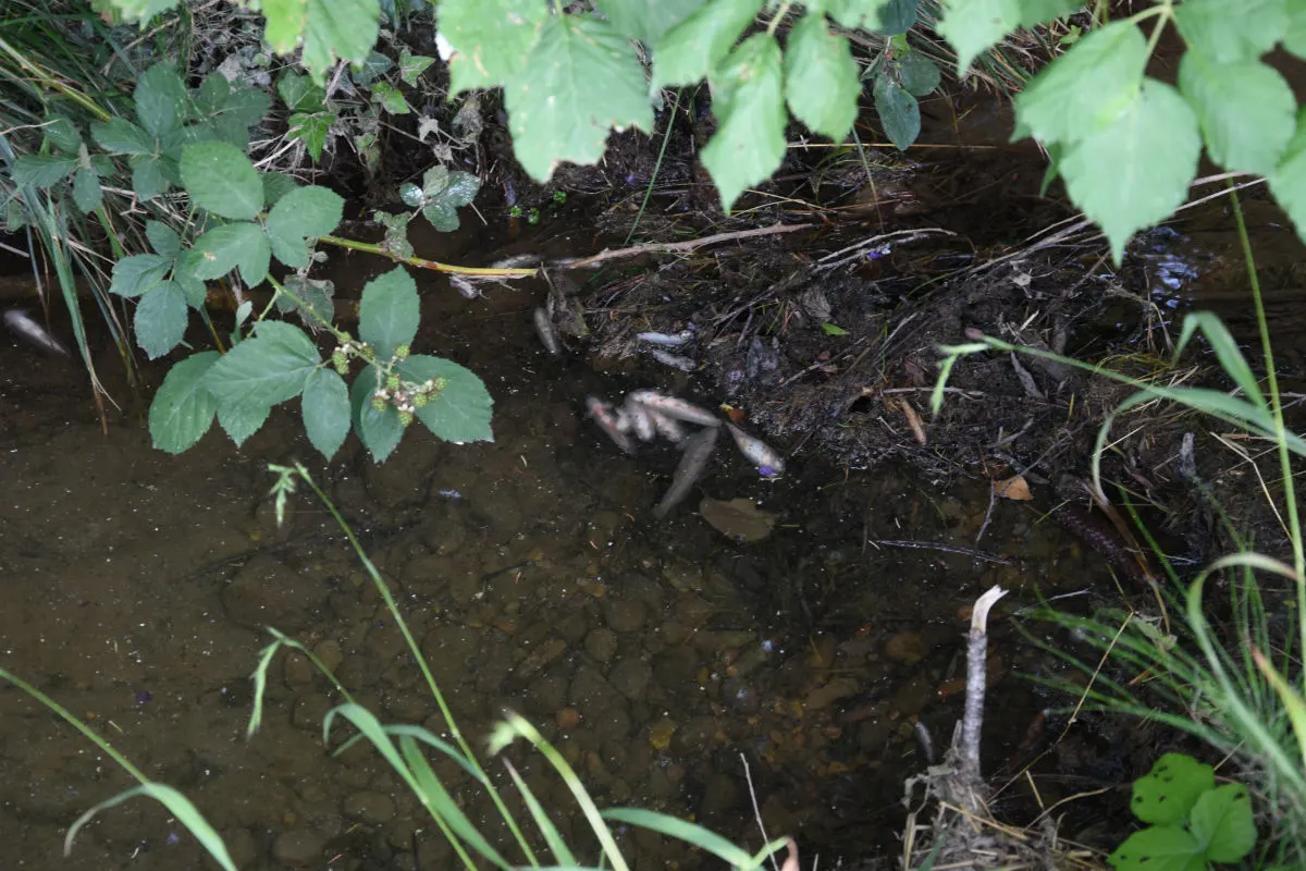 Hinterforst SG - Tote Fische im Mühlibach - Baustellenwasser schuld
