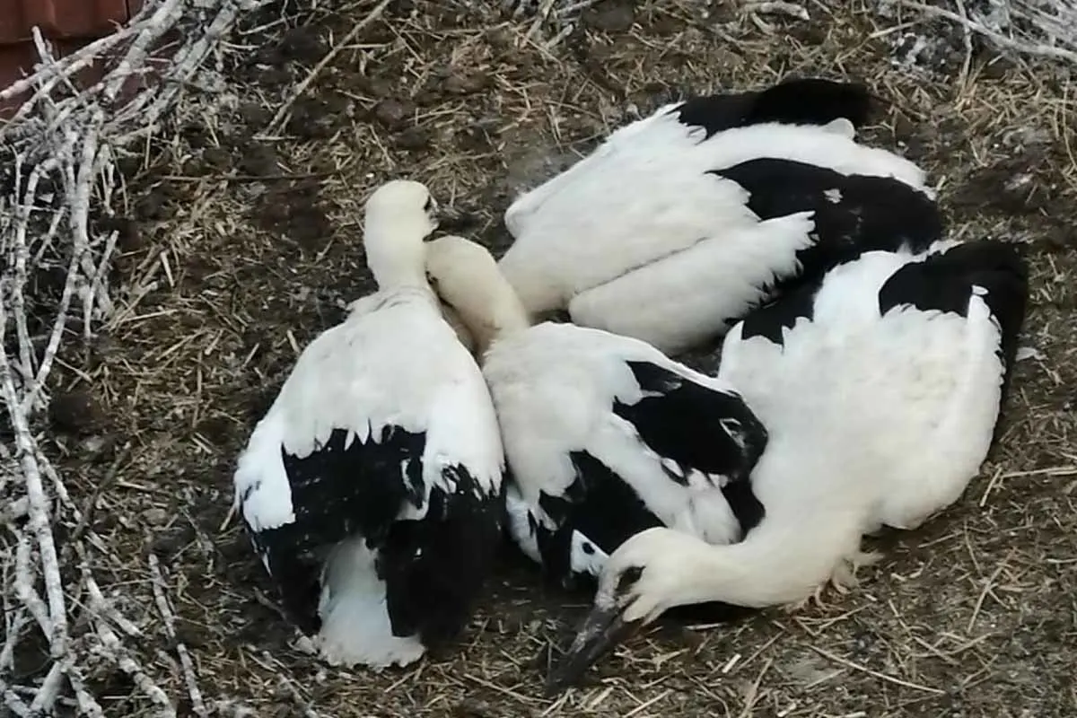 Tierrettung in Feldkirchen - Storchenküken fiel aus dem Nest
