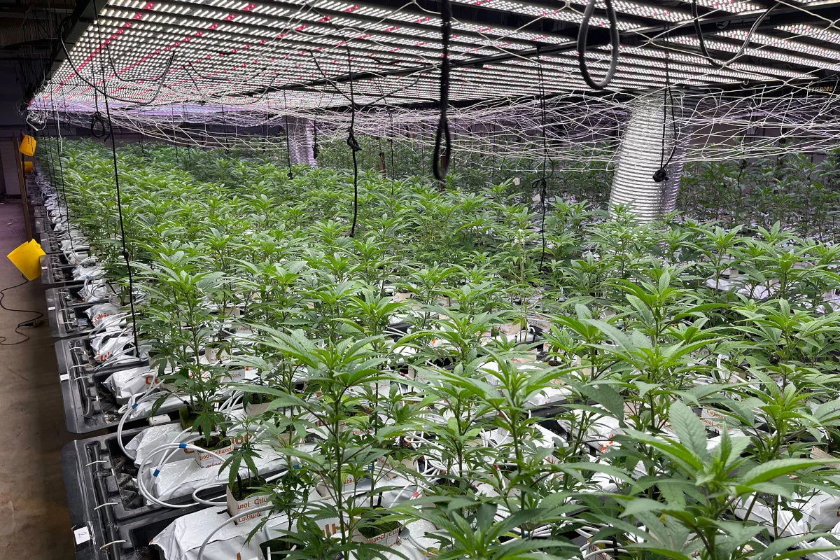 Zunzgen BL – Hanf-Indooranlage mit 4’000 Pflanzen entdeckt