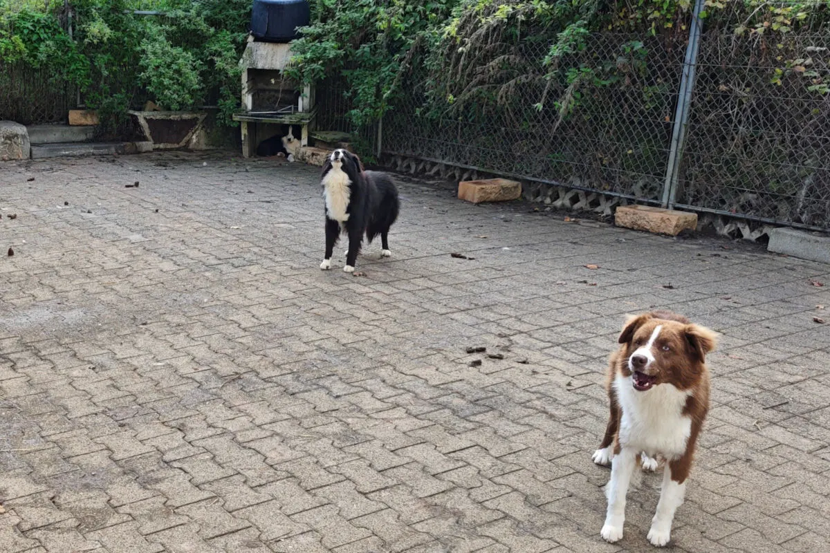 Auf einem Hof aus Pflastersteinen stehen zwei Hunde vor einem Zaun. Der Bereich ist von Büschen umgeben.