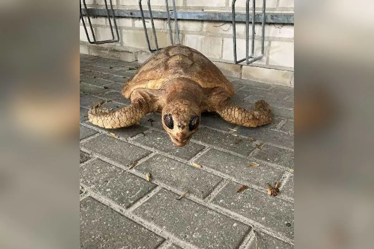Papenburg – Präparierte Schildkröte vermutlich entsorgt