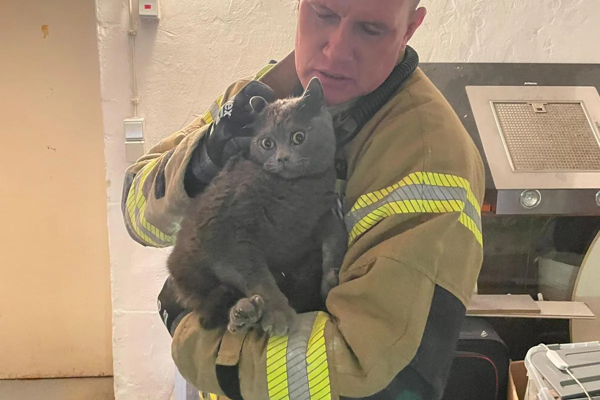 Detmold – Feuerwehr befreit Katze aus Mauerwerk