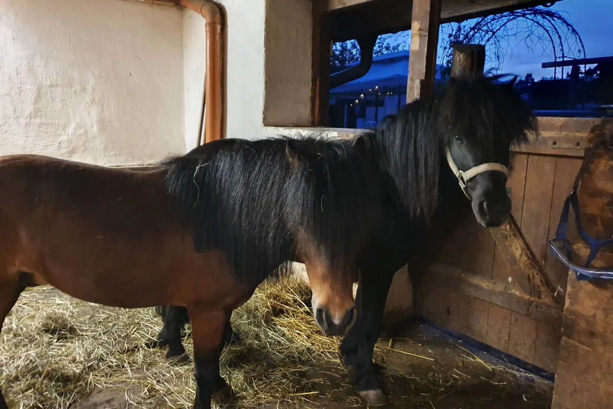 Donaueschingen – Zugelaufene Shetland-Ponys