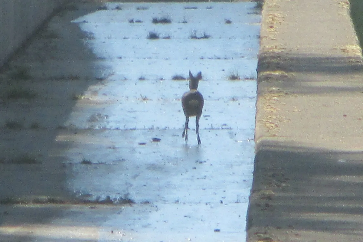 Reh aus Betonbecken befreit