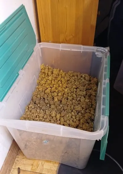 Ein offener Behälter mit grün-braunen Cannabisknospen steht in einer Ecke eines Raumes. Der Deckel ist türkisfarben und geöffnet.