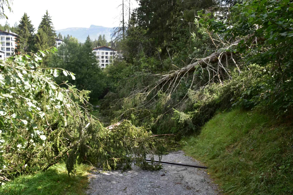 Ein umgestürzter Baum versperrt einen Waldweg. Im Hintergrund sind moderne Gebäude zu sehen.