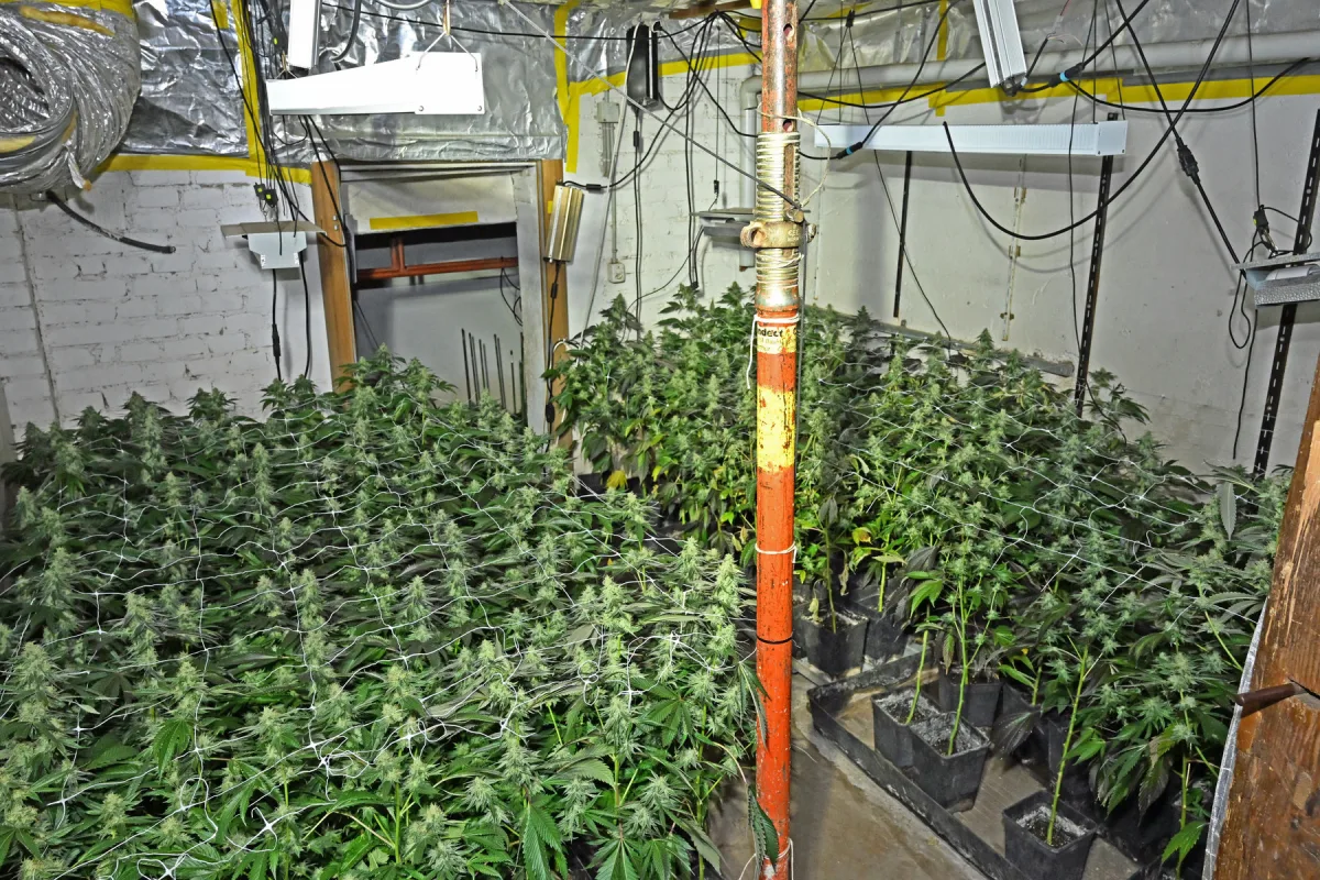 Kanton Schaffhausen – Haschisch, Marihuana und Drogenhanf beschlagnahmt