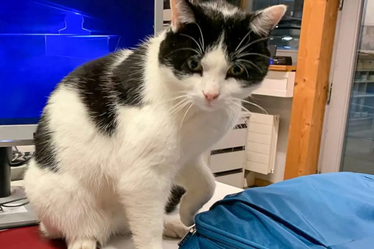 Eine schwarz-weiße Katze sitzt auf einem Schreibtisch, neben ihr ist ein blauer Rucksack zu sehen. Im Hintergrund steht ein Monitor.