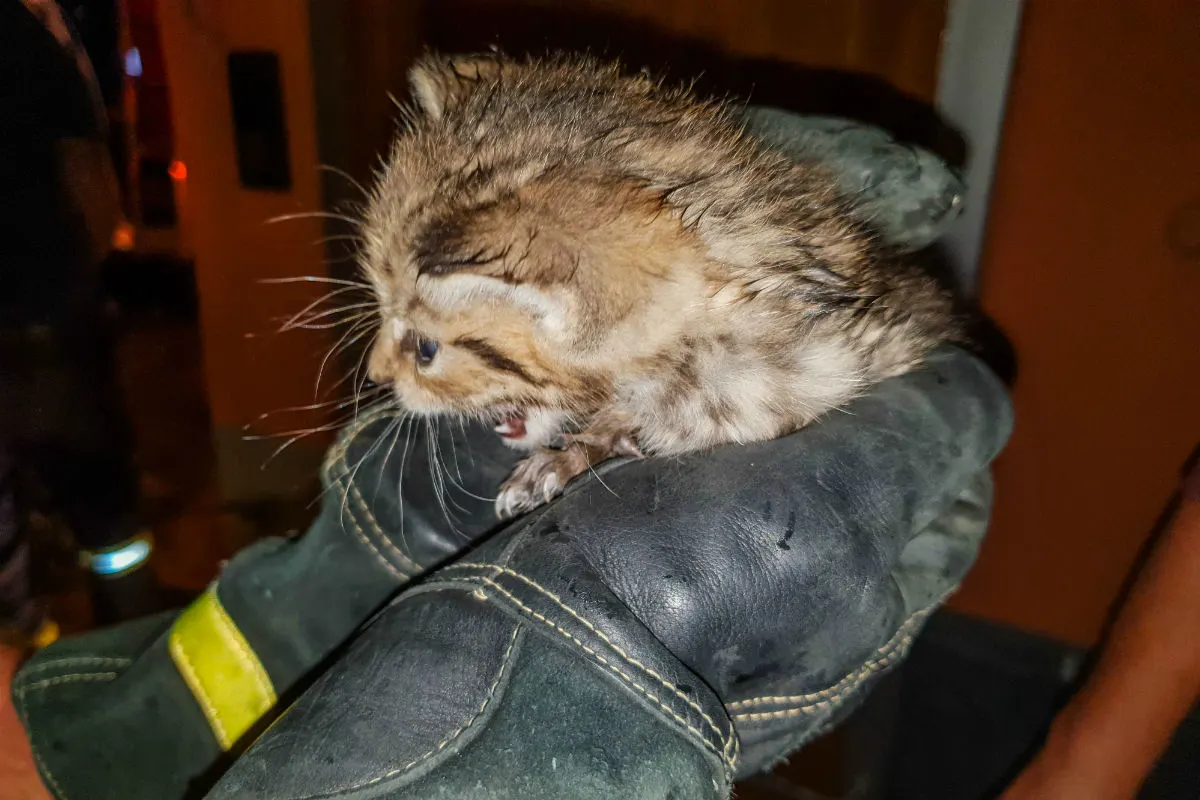 Feuerwehr befreit junge Katze aus Abwasserrohr