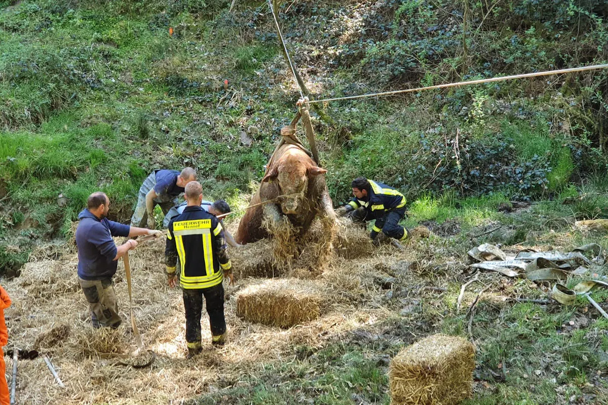Hennef – Jungbulle aus Bachlauf gerettet