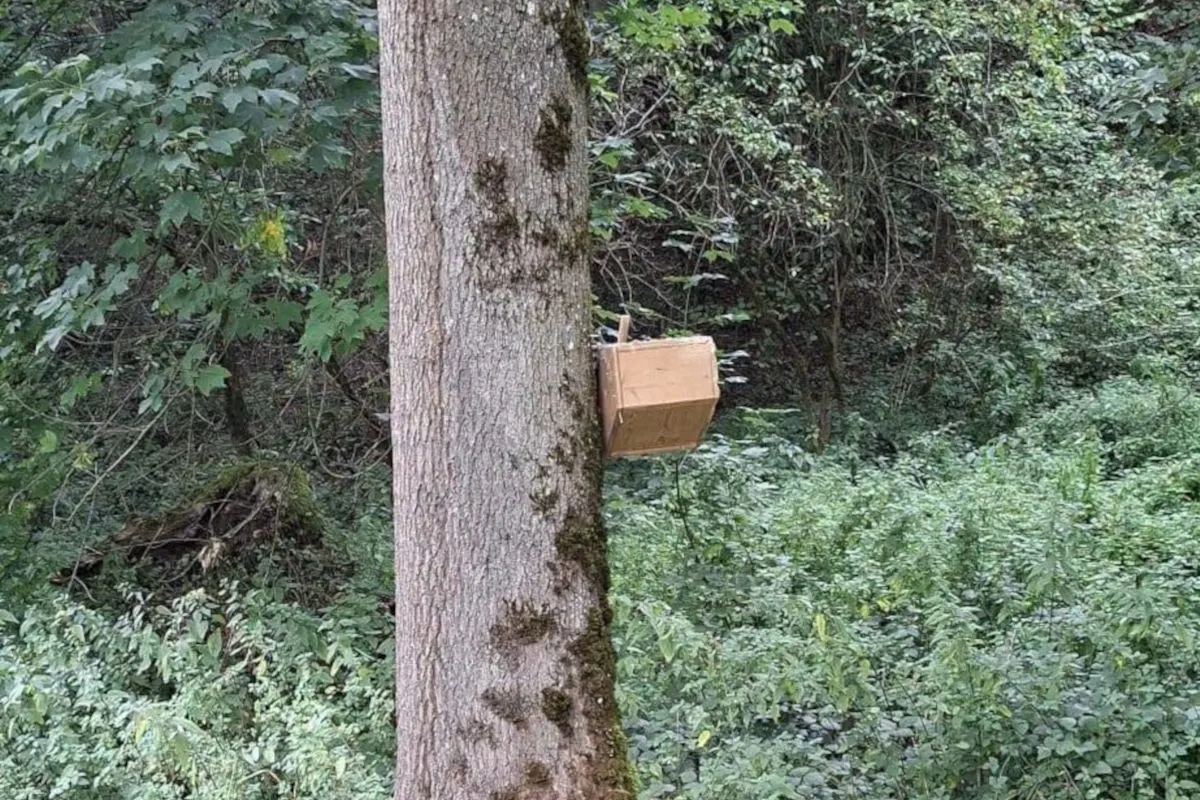 Eine rechteckige braune Box ist mit Schnüren oder Drähten an einem Baumstamm im dichten, grünen Wald befestigt.