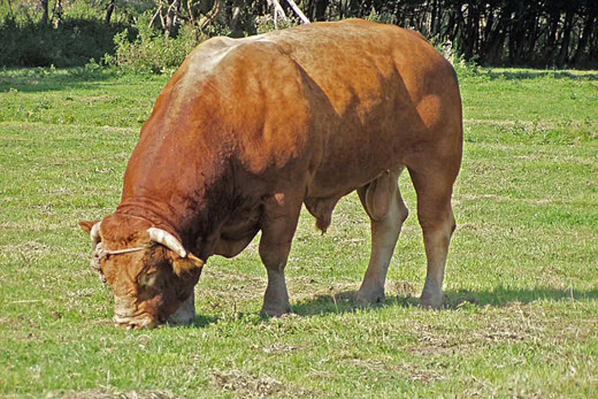 Bezirk Oberwart - Stier von Polizist erschossen