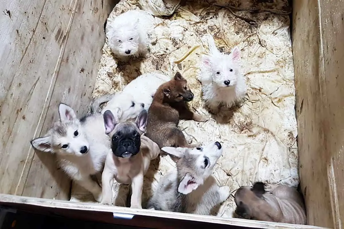 Aalen - Verdacht illegaler Handel mit Hundewelpen 