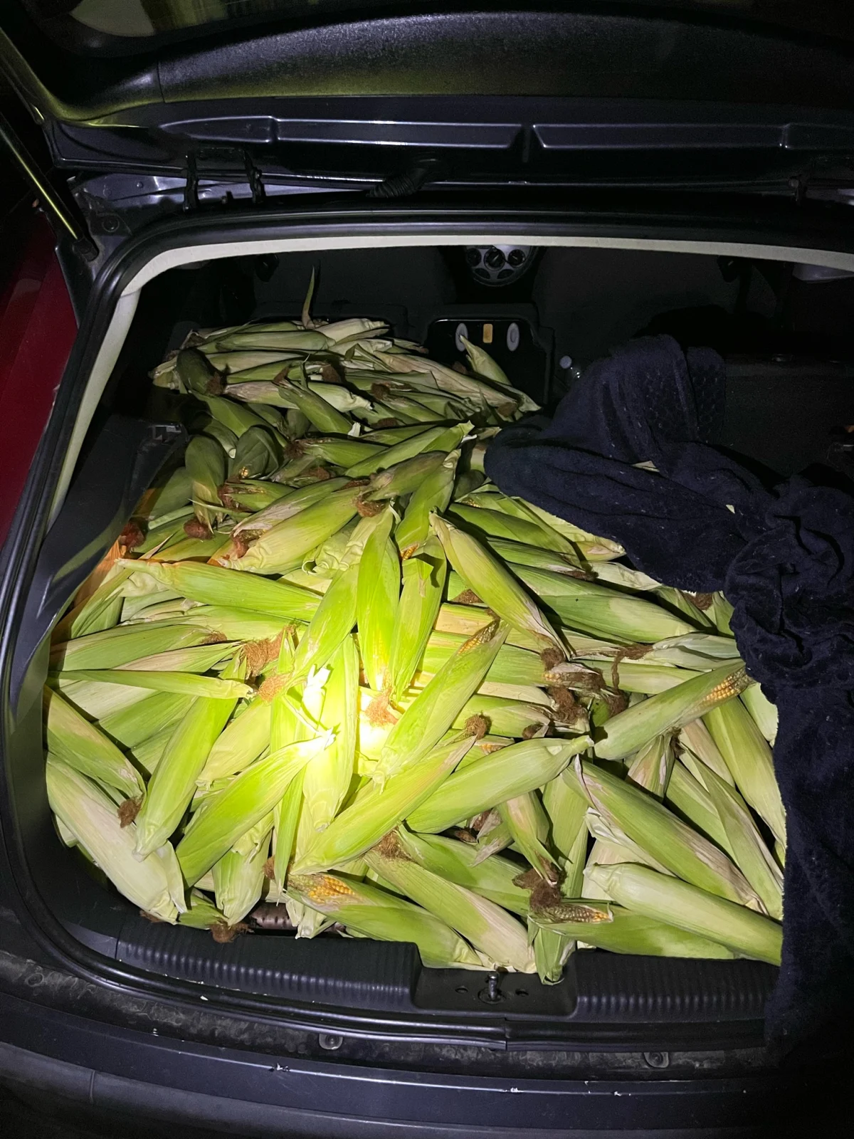 Der Kofferraum eines Autos ist geöffnet und vollständig mit zahlreichen Maiskolben gefüllt. Ein dunkles Tuch liegt daneben.