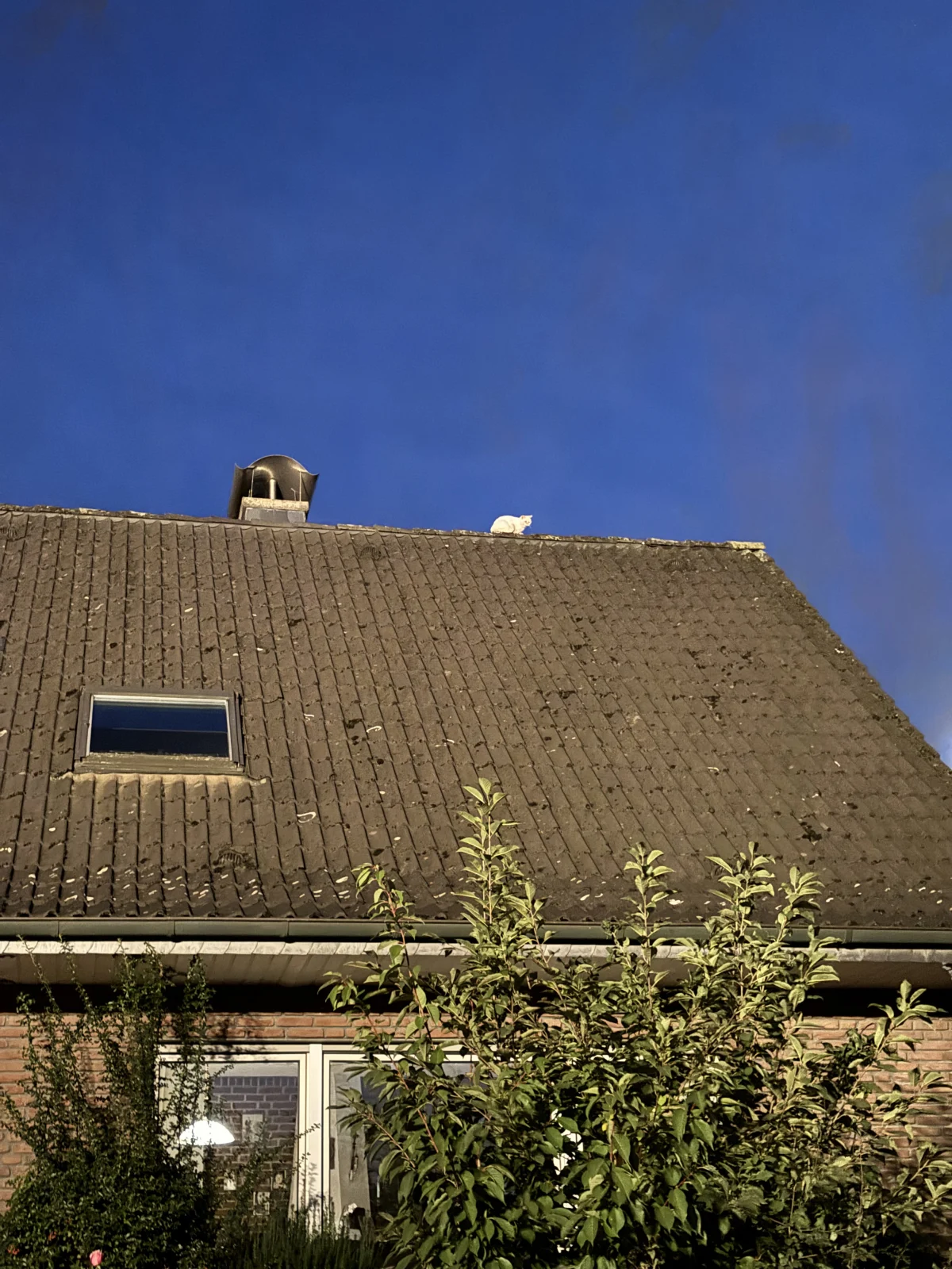 Eine weiße Katze sitzt auf einem schrägen Ziegeldach unter einem klaren, blauen Himmel. Das Dach gehört zu einem Backsteinhaus mit Fenstern und Pflanzen im Vorgarten.