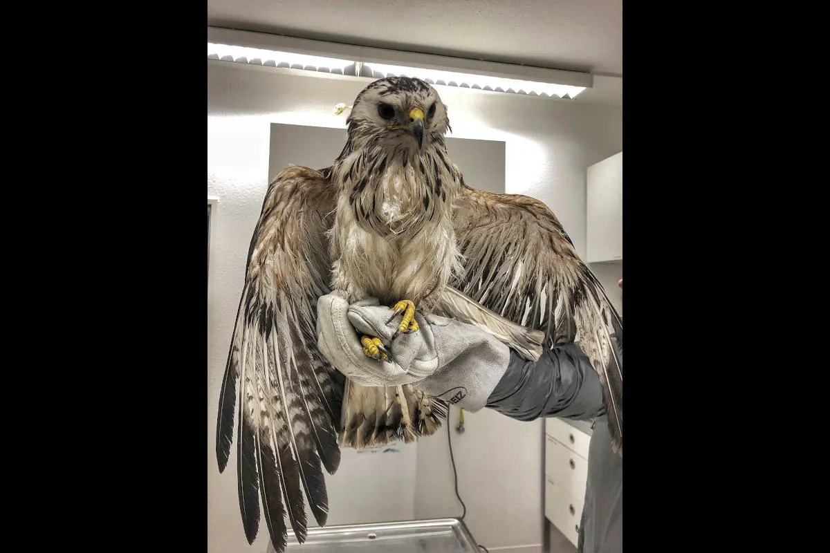 Neuss – Ein Bussard auf Abwegen