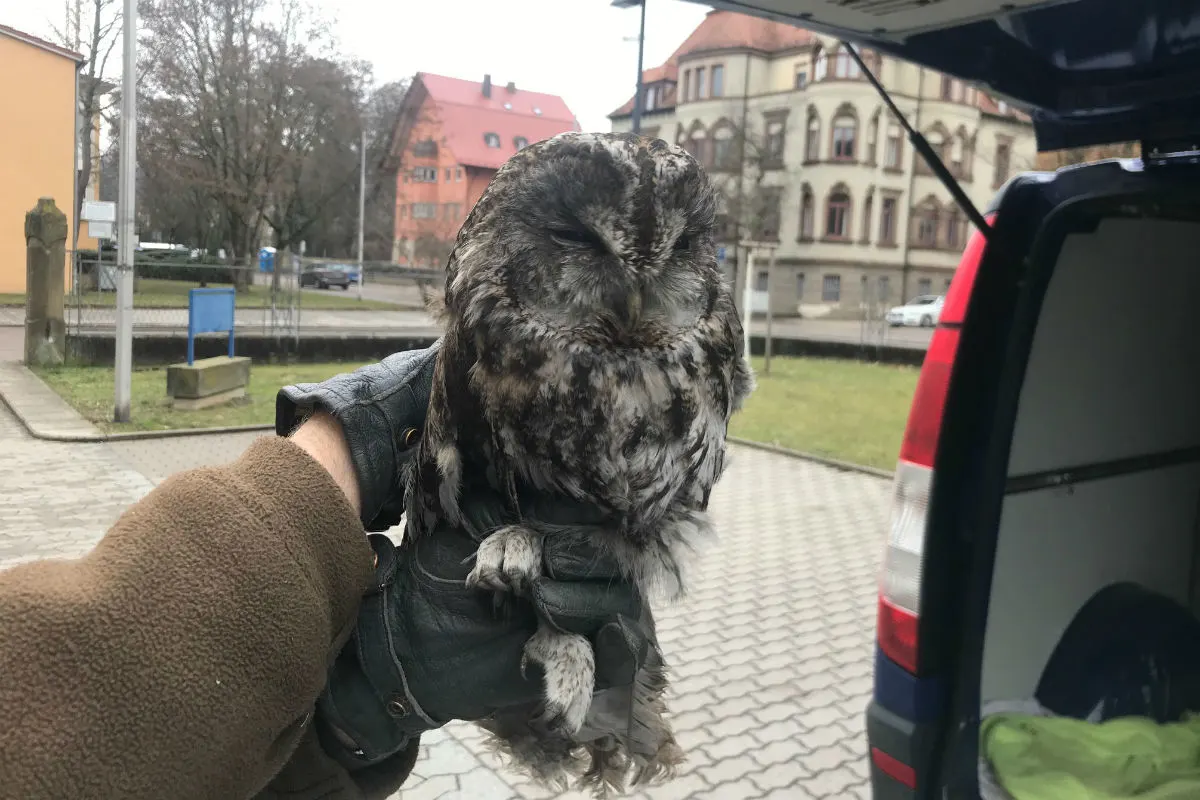 Waldkauz aus misslicher Lage befreit